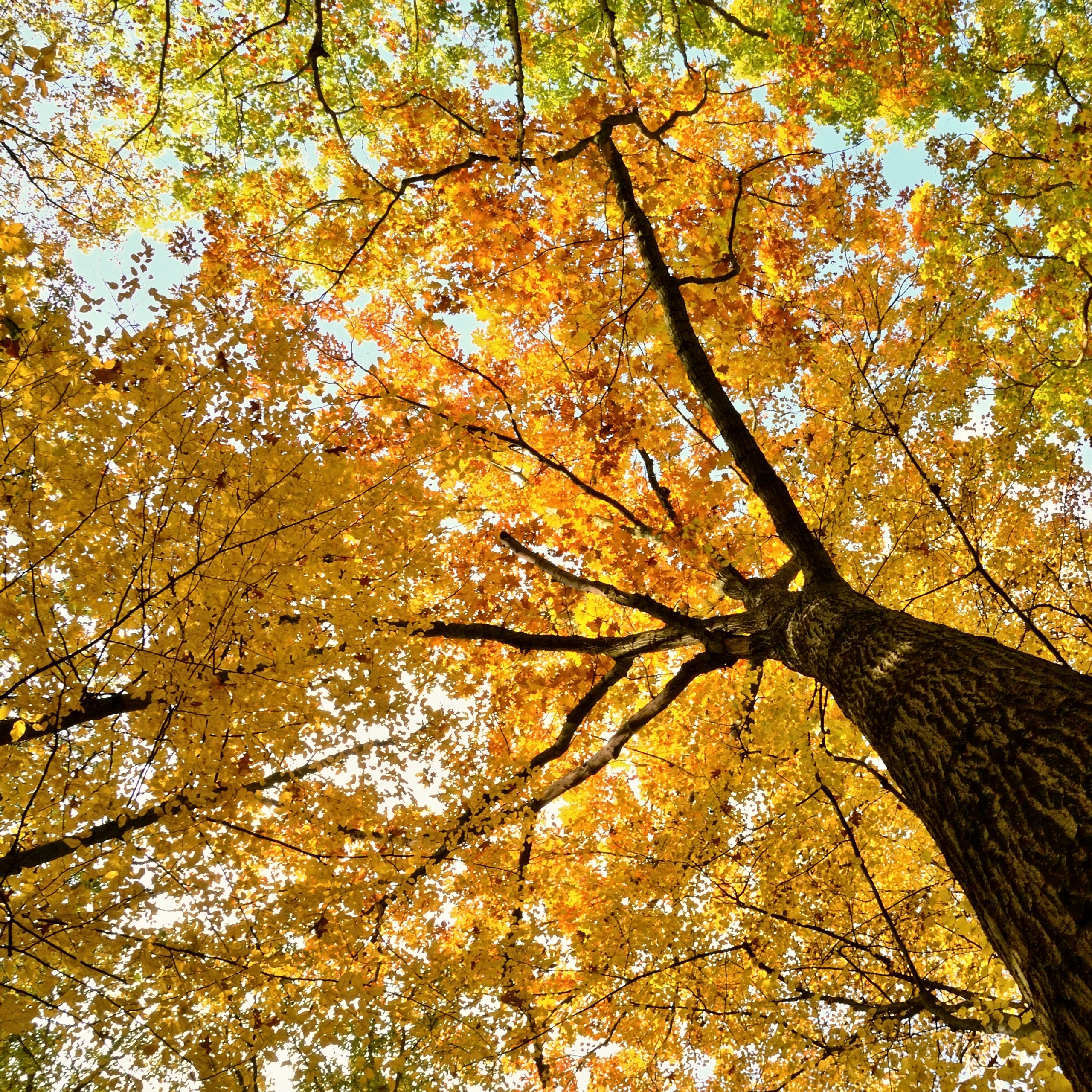 autumn-tree-from