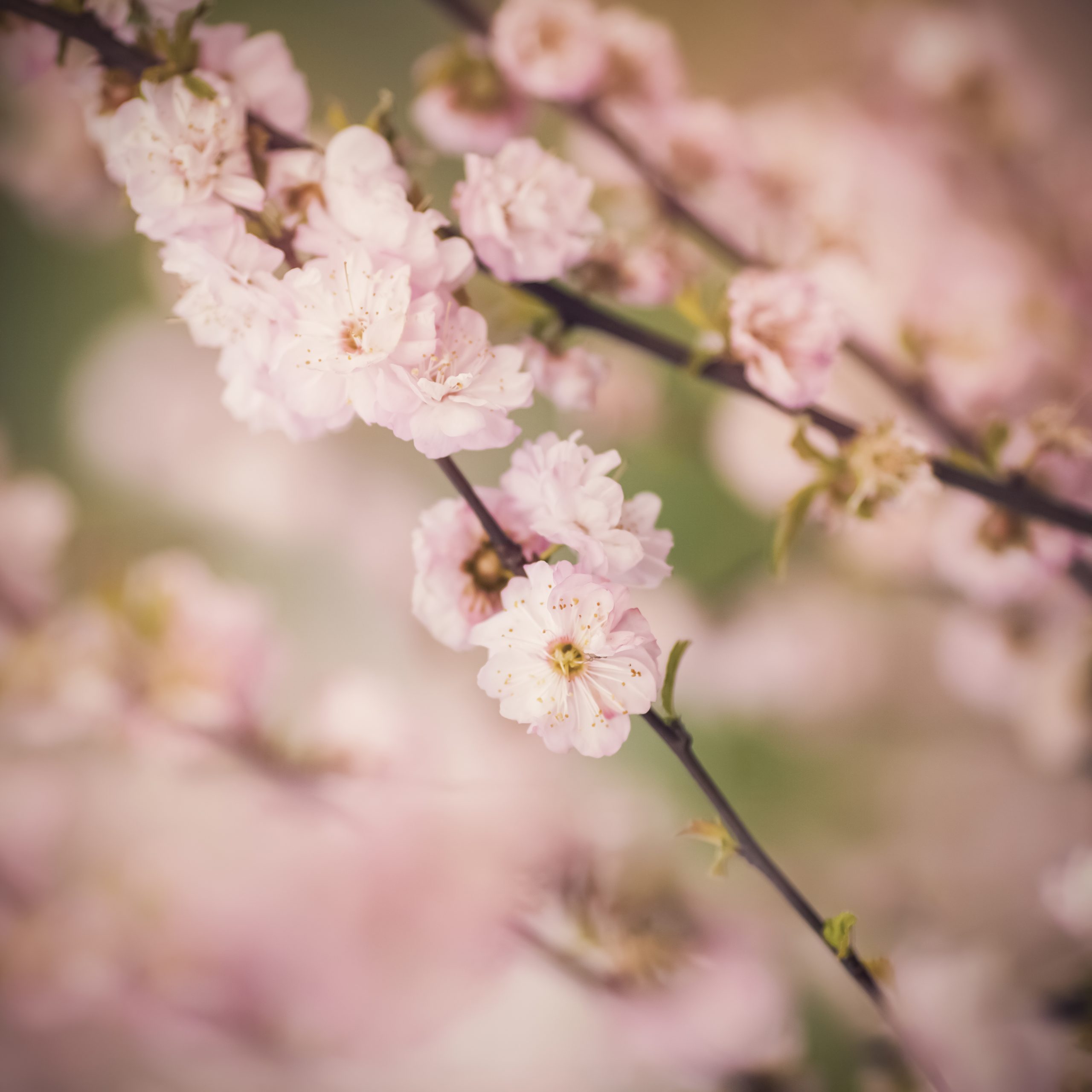 Cherry blossom flowers