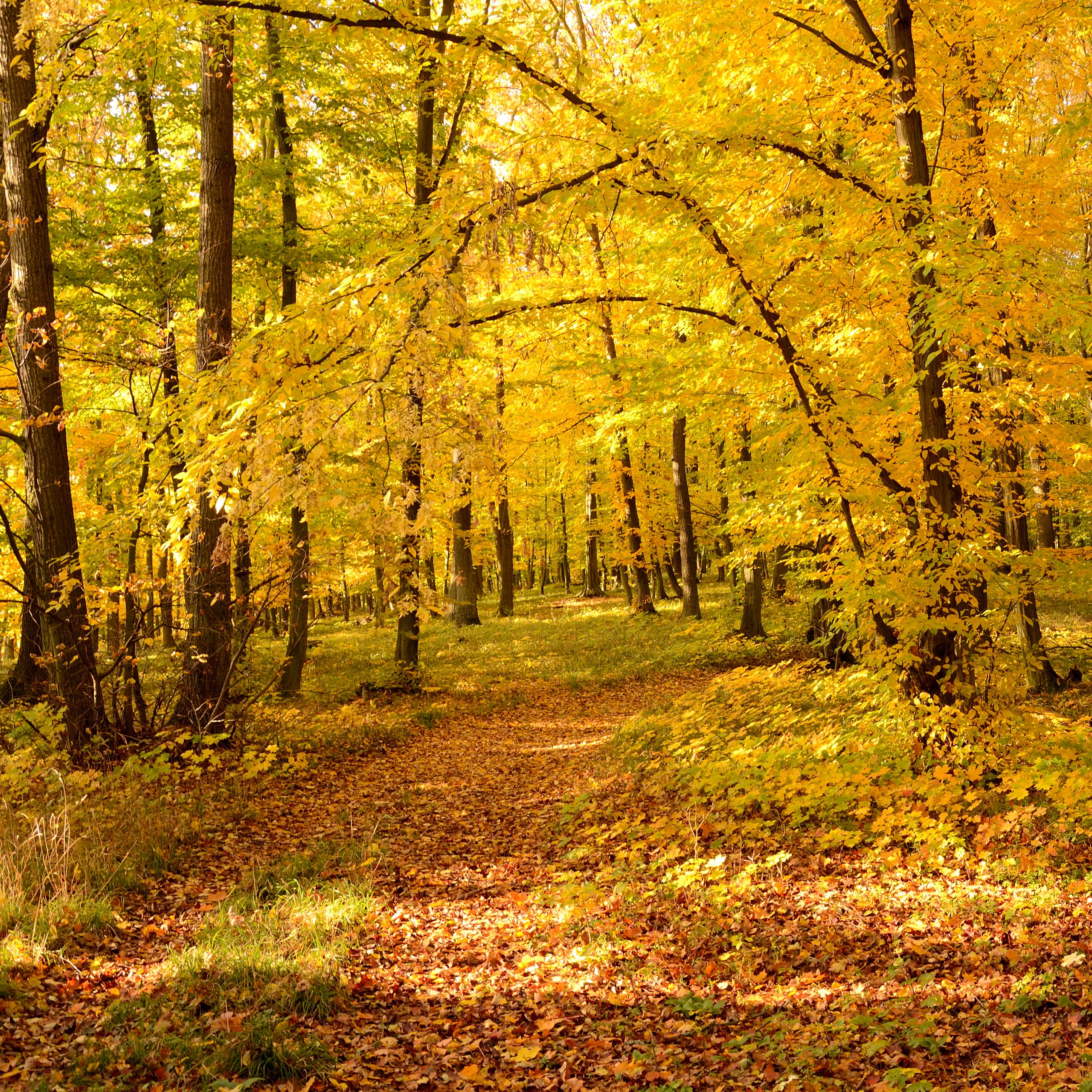 forest-with-golden-leaves